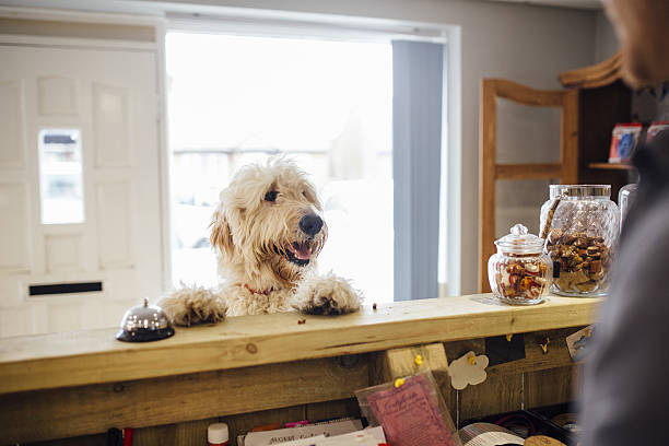 Goldendoodle dog is jumping up at the reception desk of his grooming parlour.